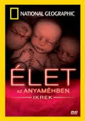 Élet az anyaméhben – Ikrek